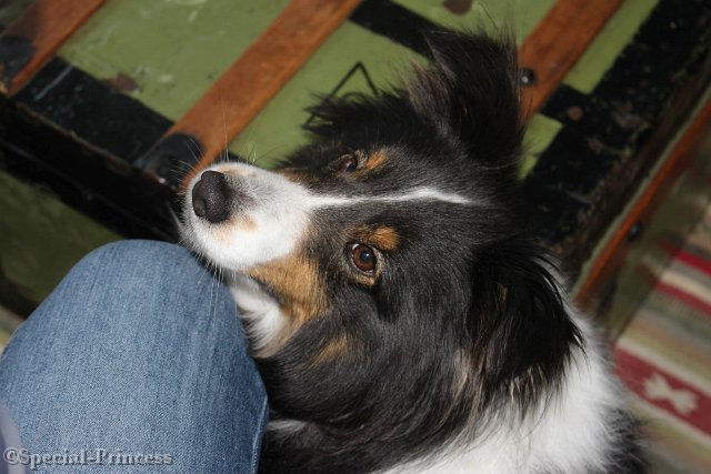 Mojo zijn puppyblik